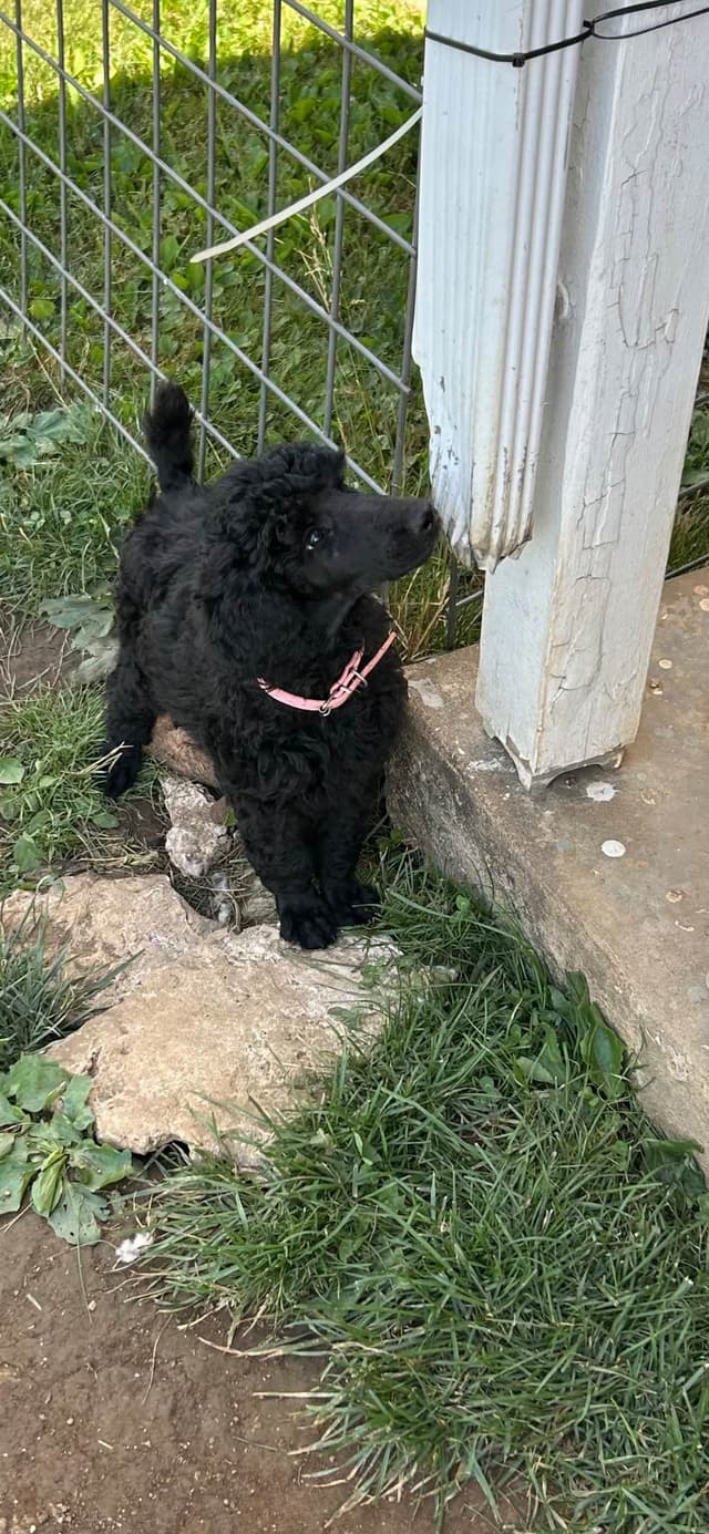 Poodle Puppies media 4
