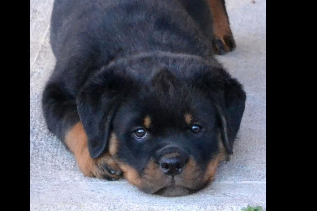 Rottweiler Puppy Female breeder image 1