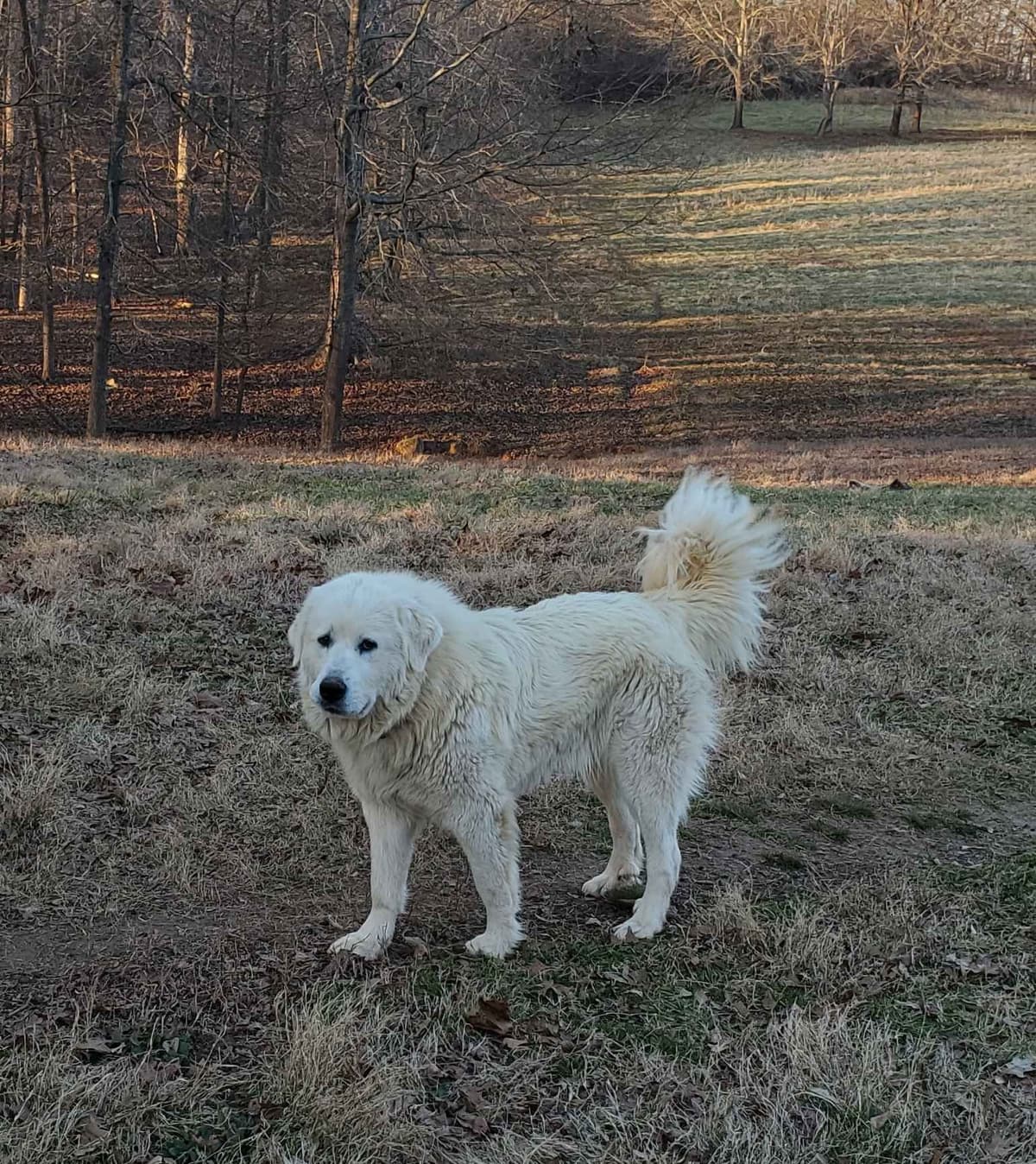 Great Pyrenees Puppies LGD in NE Georgia with health tested parents breeder image 6