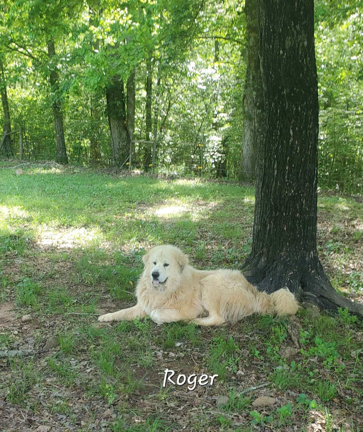 Great Pyrenees Puppies LGD in NE Georgia with health tested parents breeder image 7