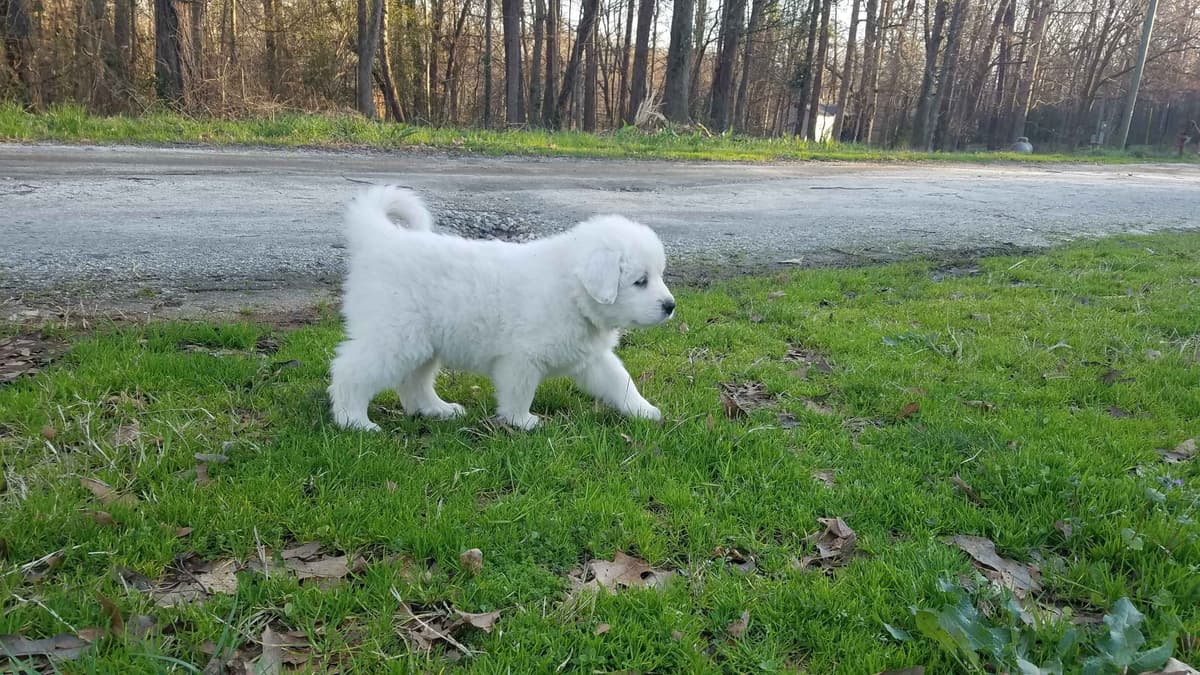 Great Pyrenees Puppies LGD in NE Georgia with health tested parents breeder image 8