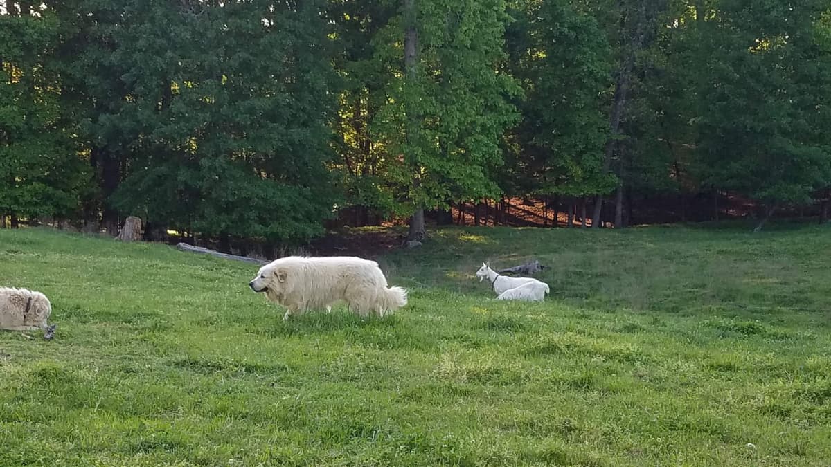 Great Pyrenees Puppies LGD in NE Georgia with health tested parents breeder image 9