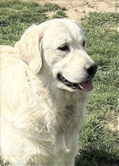 Beautiful English Creams breeder image 1