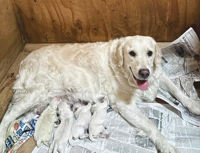 Our Beautiful English Creams media 3