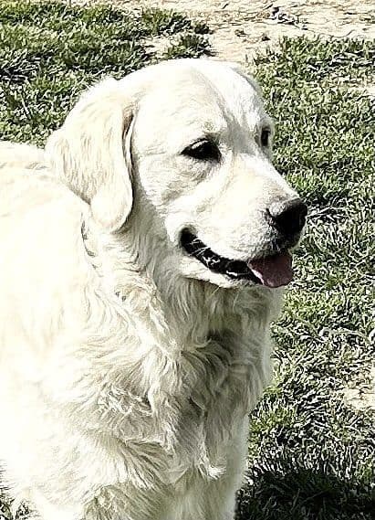 Our Beautiful English Creams media 4