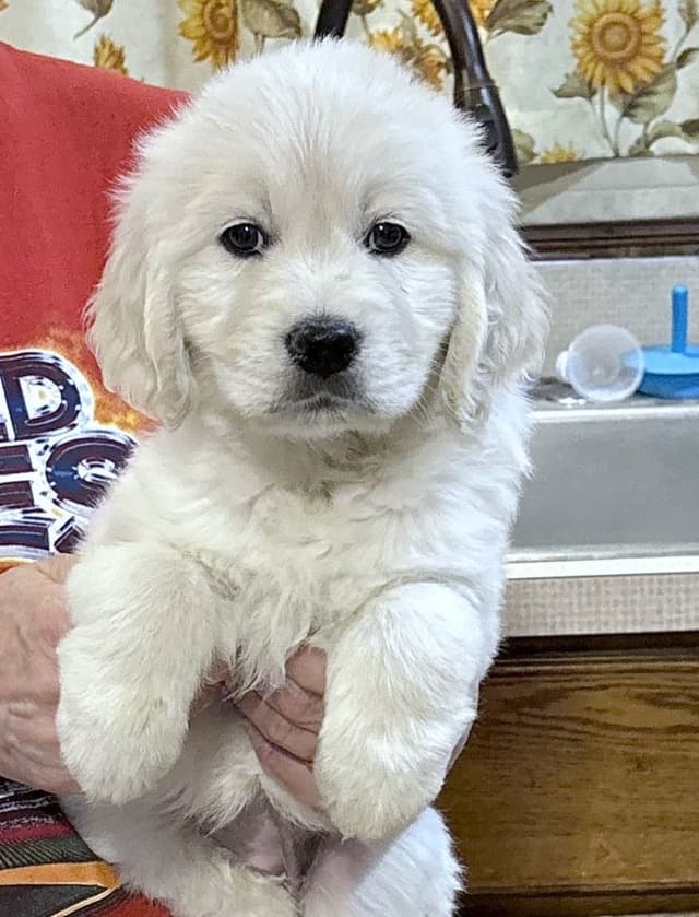 Our Beautiful English Creams media 2