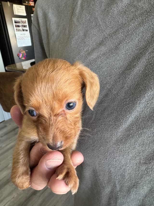 Colorado Miniature Dachshund Puppies media 2