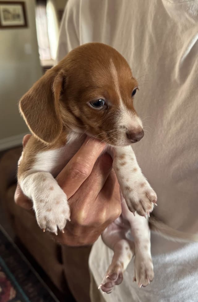 Colorado  Dachshund Puppies media 2