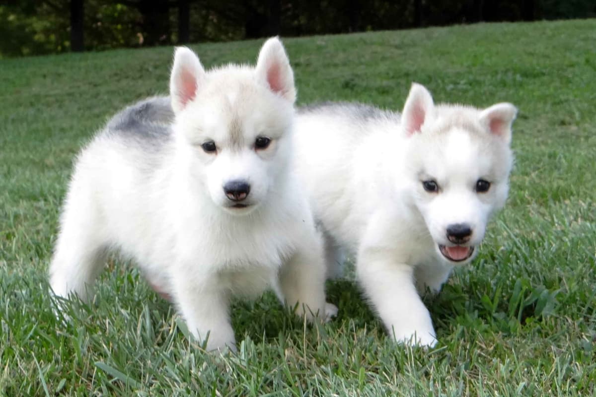 Siberian Husky Puppies breeder image 3