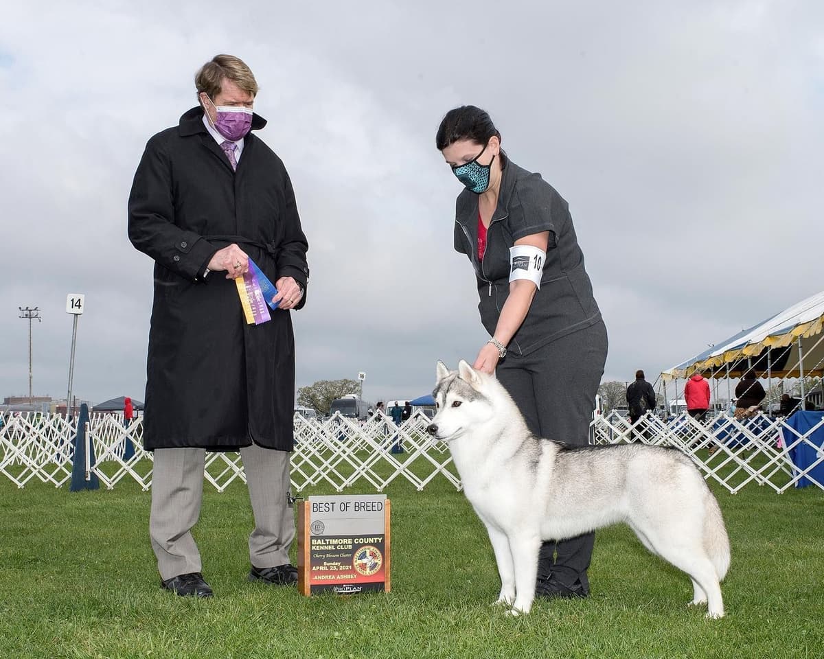 Siberian Husky Puppies breeder image 4
