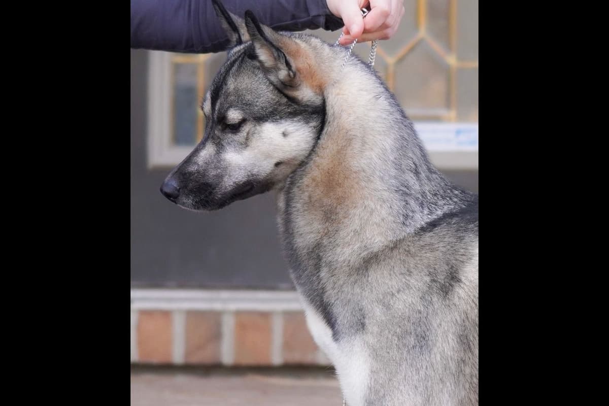 Siberian Husky Puppies breeder image 5
