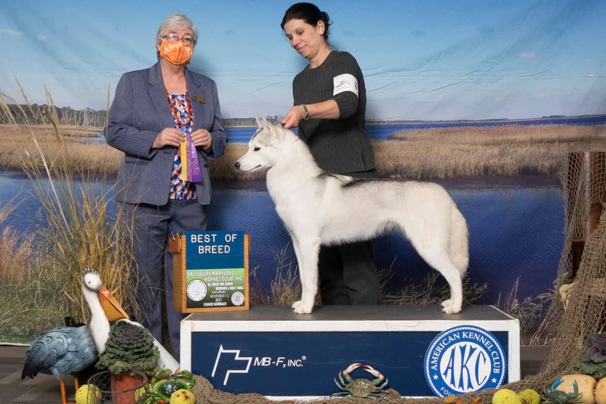 Siberian Husky Puppies breeder image 6