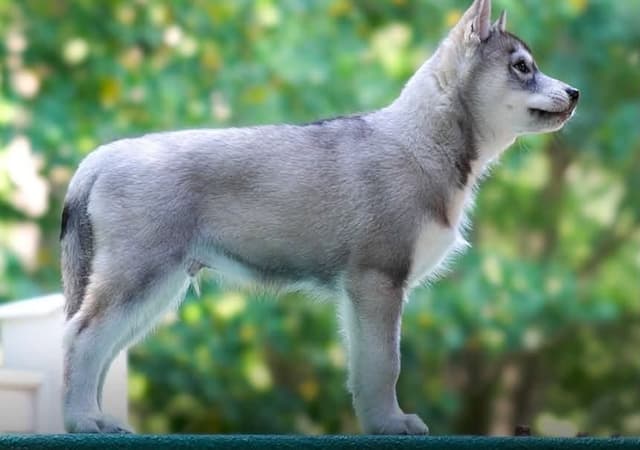 Siberian Husky Puppies media 3