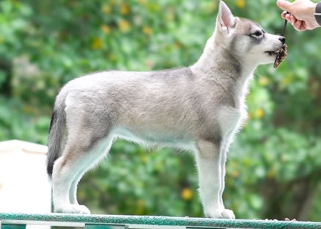 Siberian Husky Puppies media 4