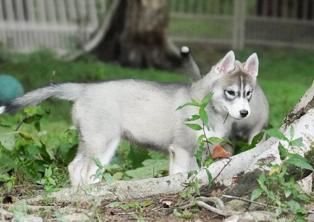 Siberian Husky Puppies media 5
