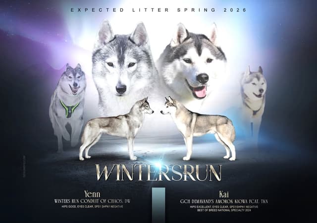 Siberian Husky Puppies media 6