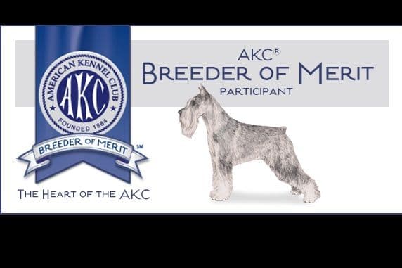 Standard Schnauzer Puppies - Pepper and Salt color only breeder image 3