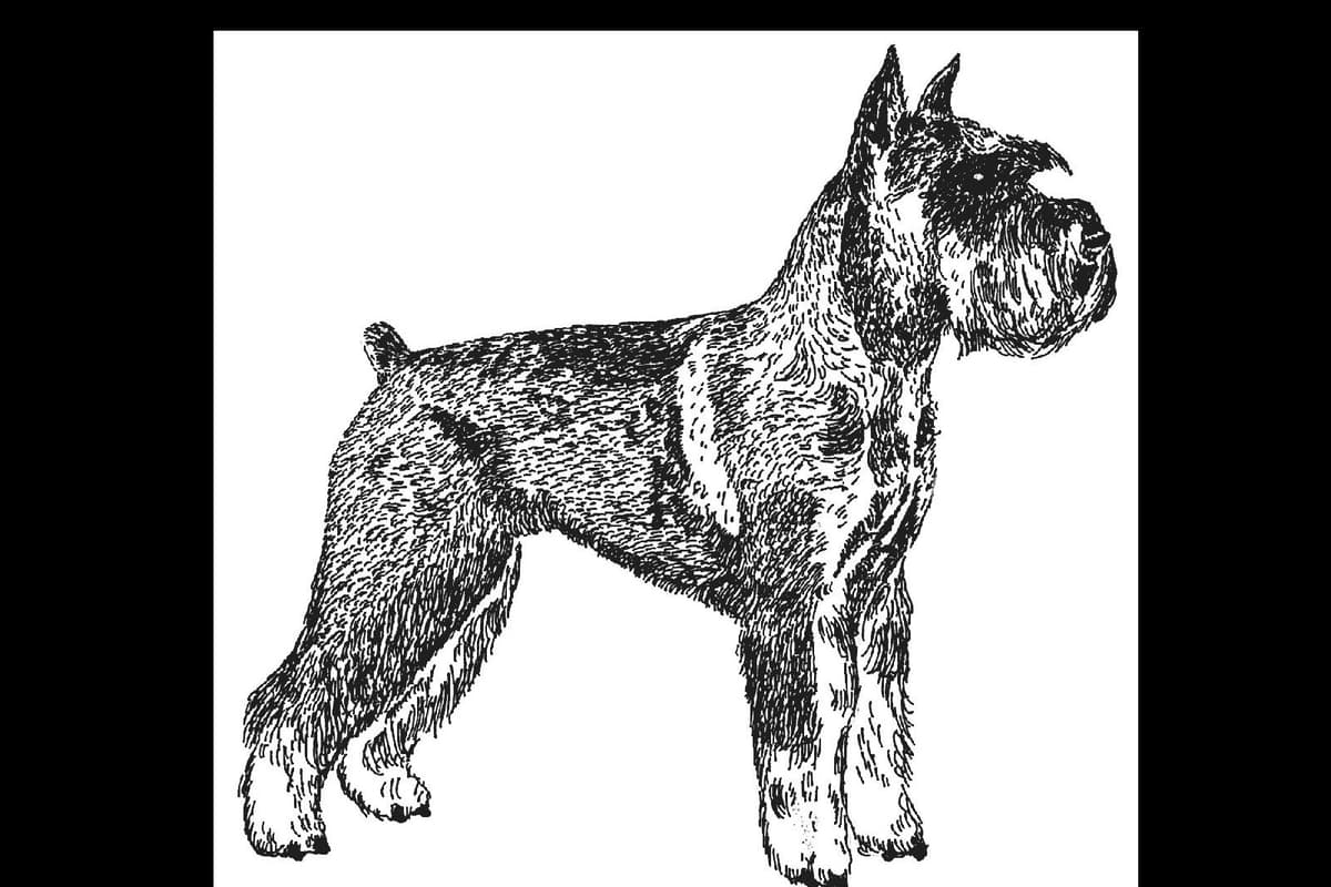Standard Schnauzer Puppies - Pepper and Salt color only breeder image 2