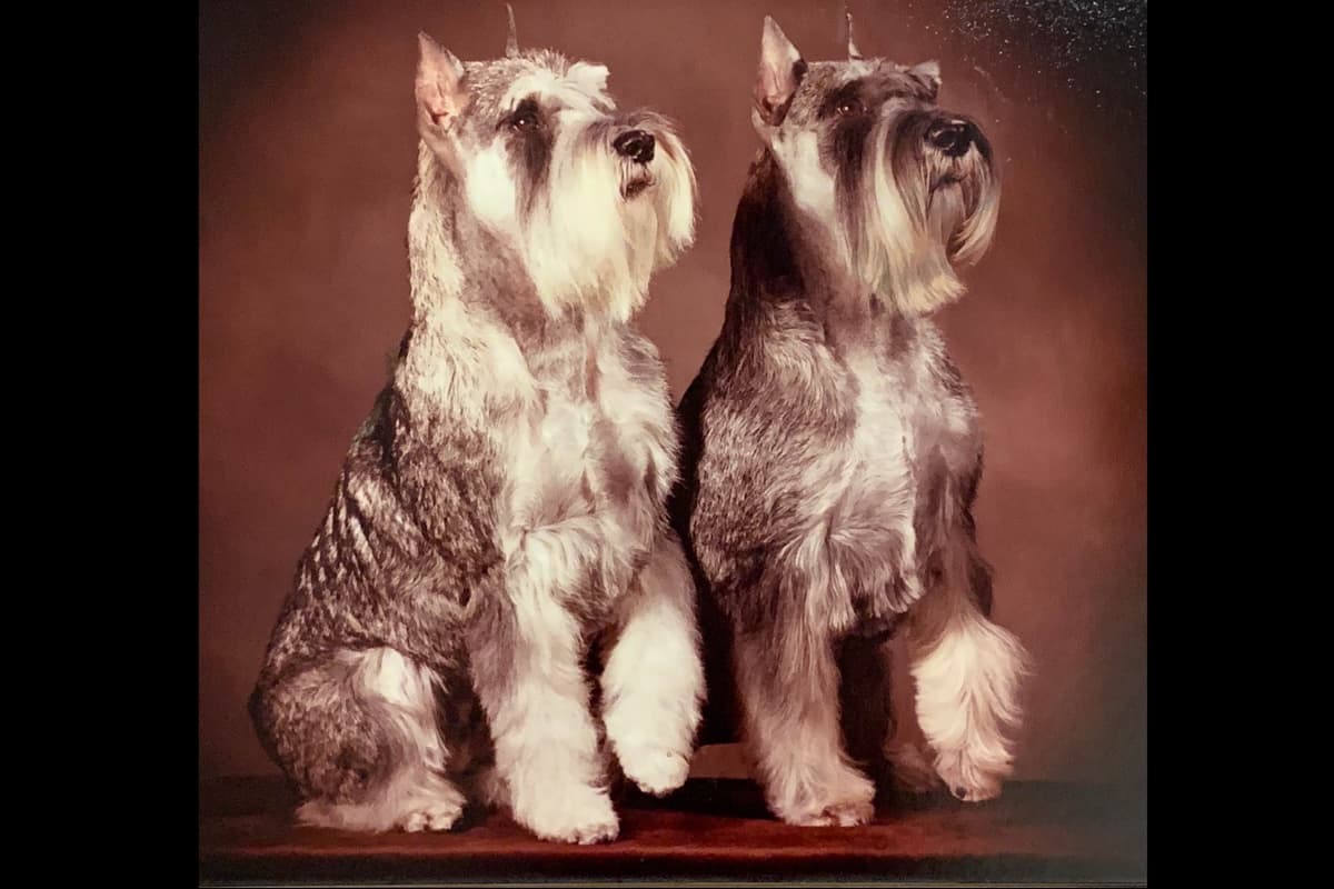 Standard Schnauzer Puppies - Pepper and Salt color only breeder image 1