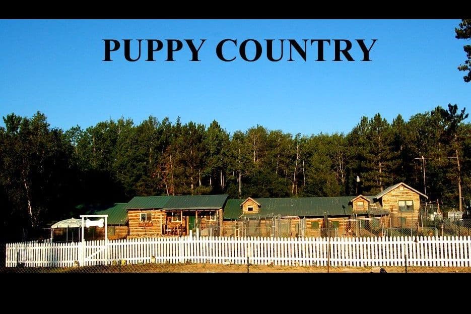 Boxer Puppies breeder image 1