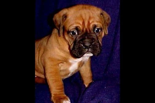 Boxer Puppies breeder image 2