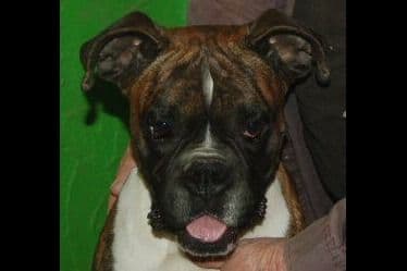 Boxer Puppies breeder image 3