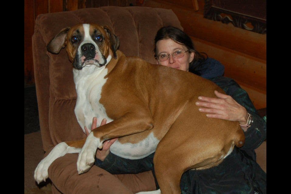 Boxer Puppies breeder image 4