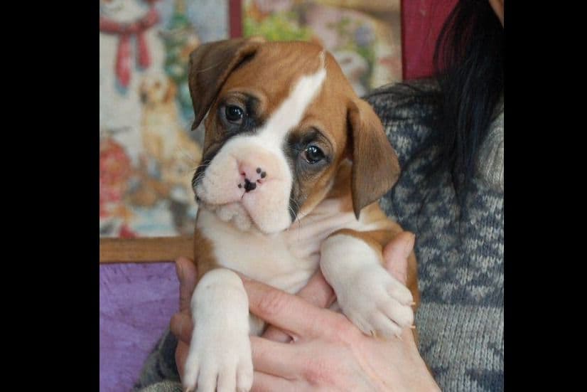 Boxer Puppies breeder image 7
