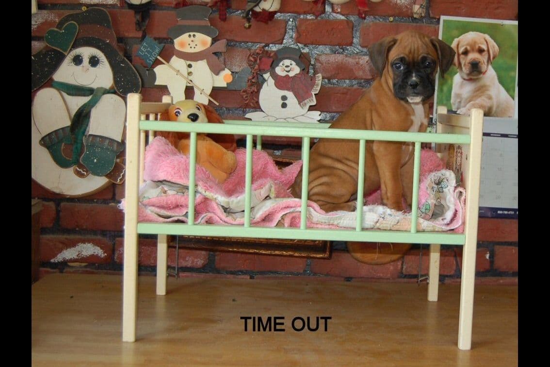 Boxer Puppies breeder image 8