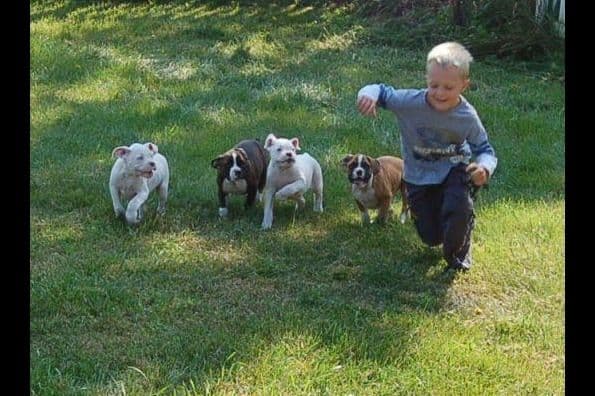 Boxer Puppies breeder image 9