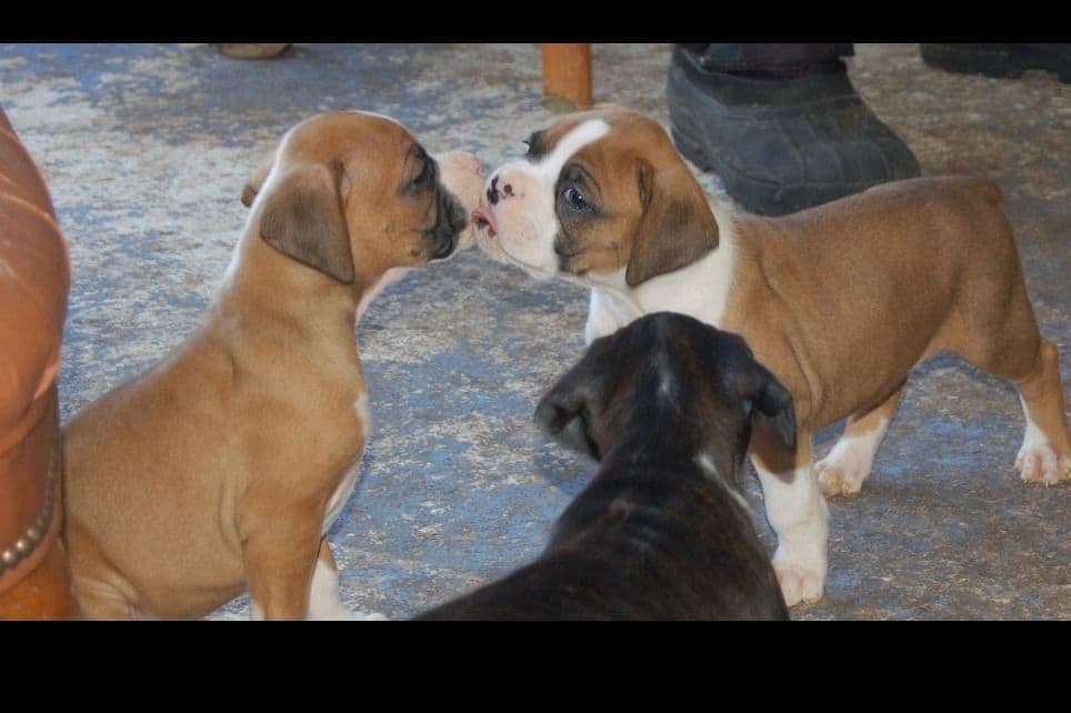 Boxer Puppies breeder image 10