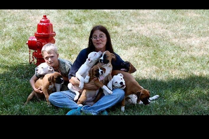 Boxer Puppies breeder image 11