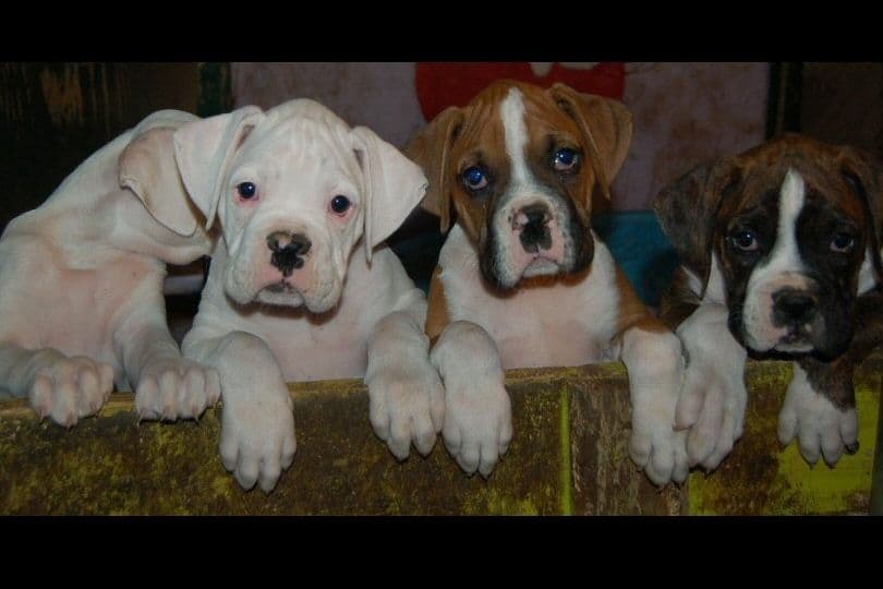 Boxer Puppies breeder image 12