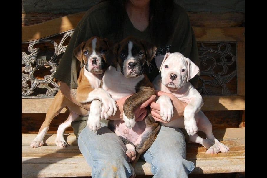 Boxer Puppies breeder image 13