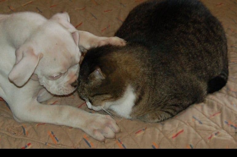 Boxer Puppies breeder image 14