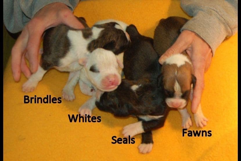Boxer Puppies breeder image 15