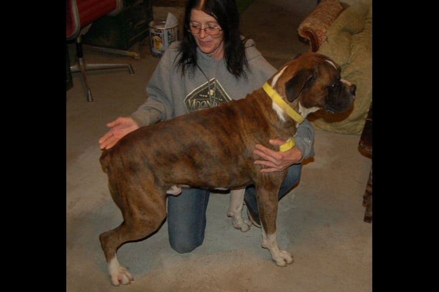 Boxer Puppies breeder image 16
