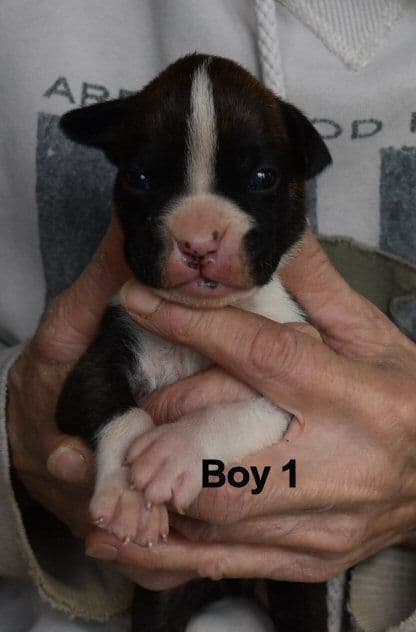 Boxer Puppies media 2