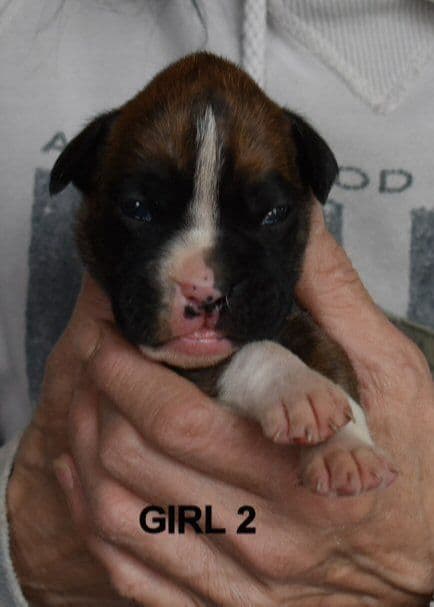 Boxer Puppies media 3