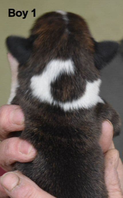 Boxer Puppies media 4