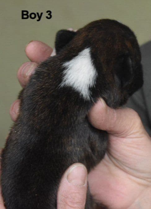 Boxer Puppies media 5