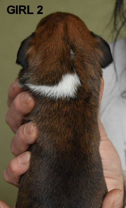 Boxer Puppies media 7