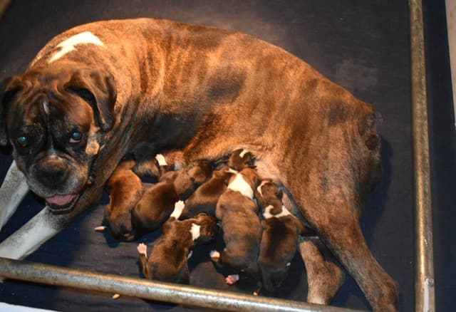 Boxer Puppies media 6