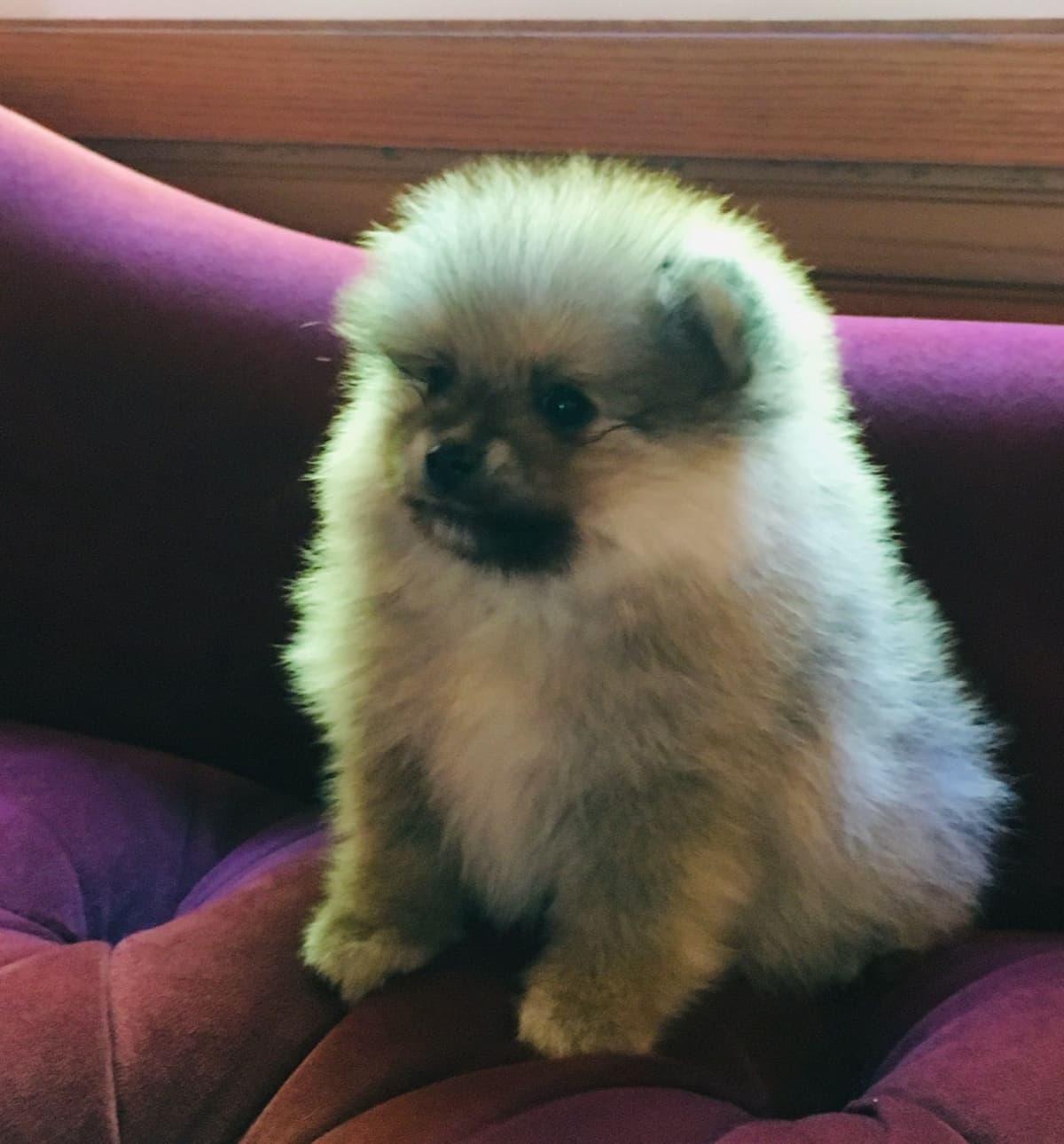 Berra's Insatiable Pomeranian Puppies breeder image 5