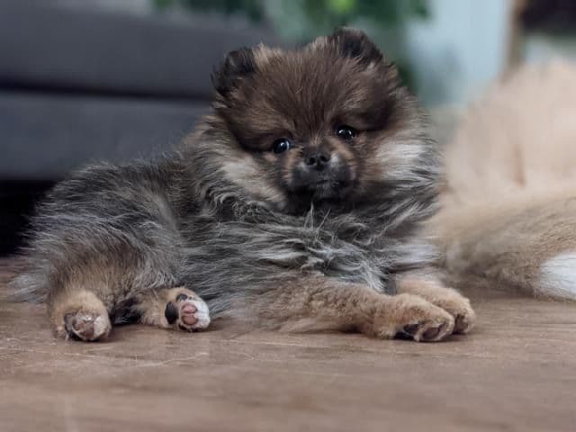 Berra's Insatiable Pomeranian Puppies breeder image 3