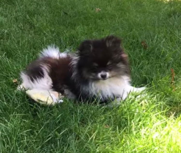 Berra's Insatiable Pomeranian Puppies breeder image 8