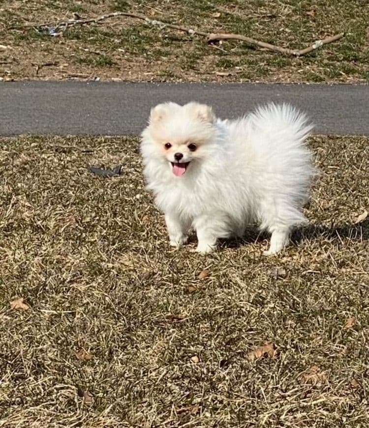 Berra's Insatiable Pomeranian Puppies breeder image 9