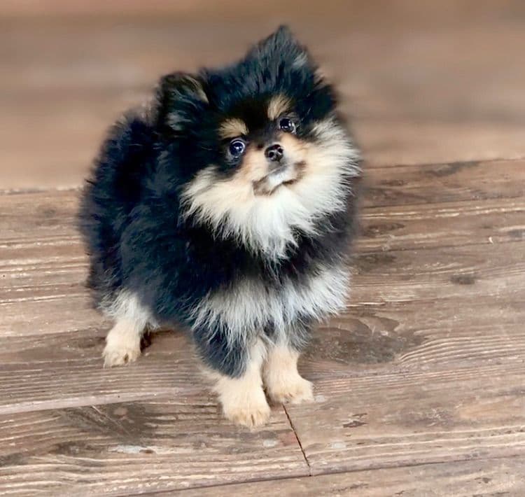 Berra's Insatiable Pomeranian Puppies breeder image 1
