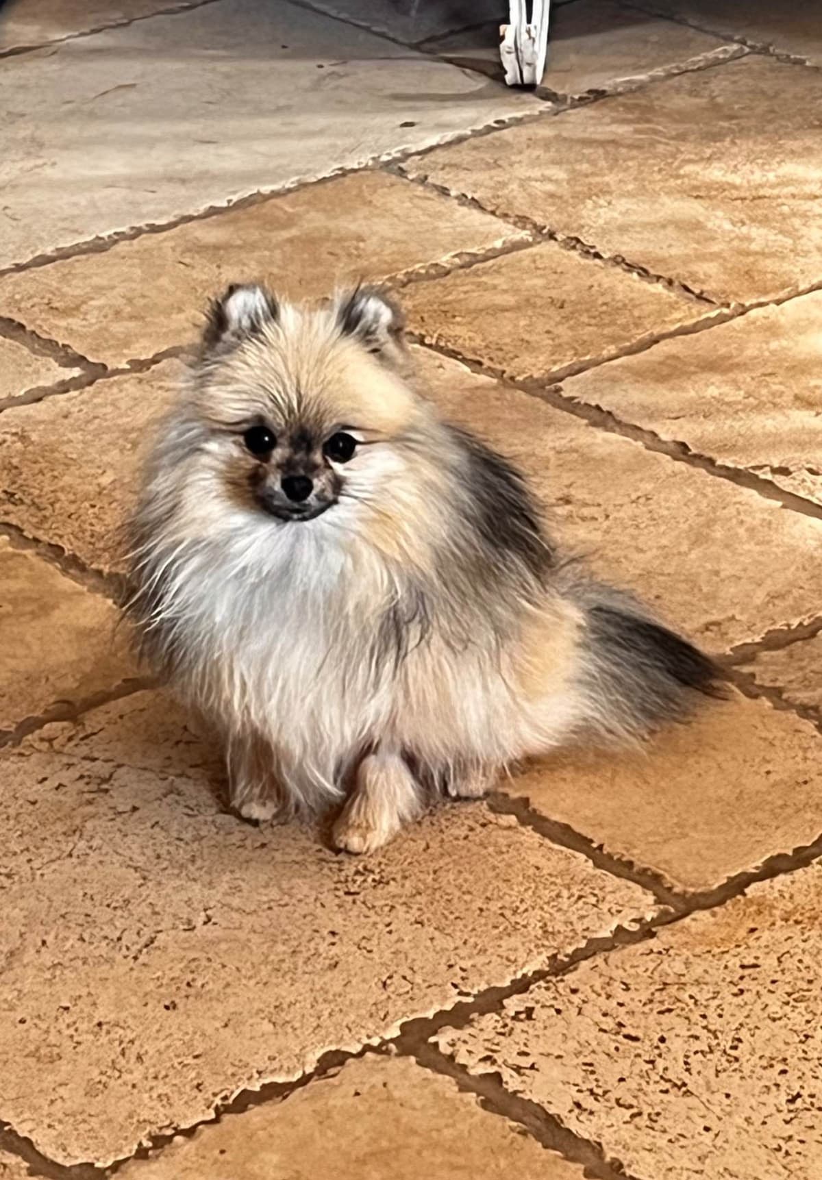 Berra's Insatiable Pomeranian Puppies breeder image 13