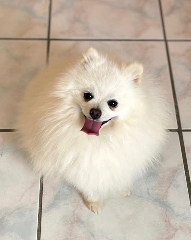 Berra's Insatiable Pomeranian Puppies media 3